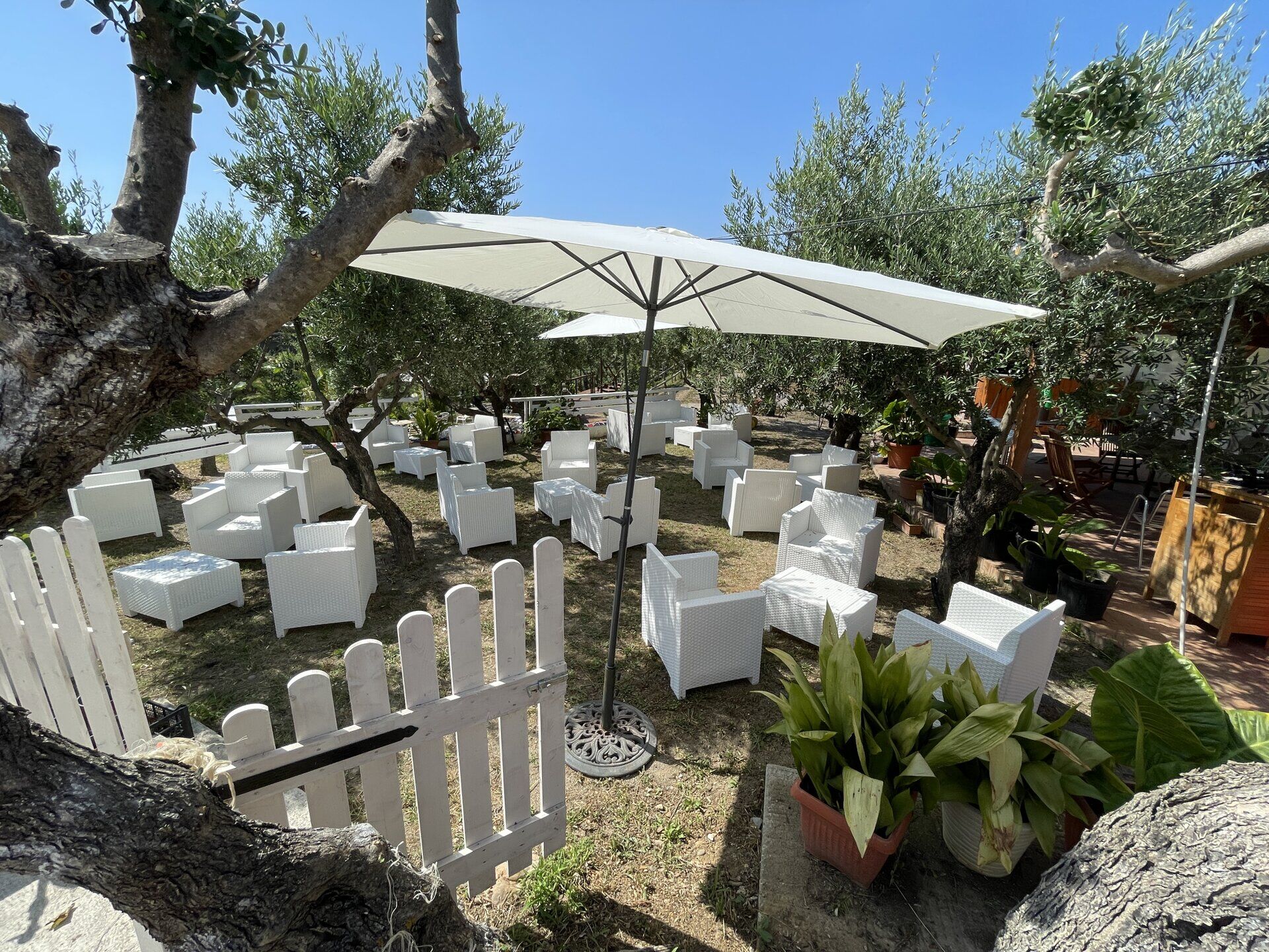 Salottini in vimini bianco tra gli ulivi secolari