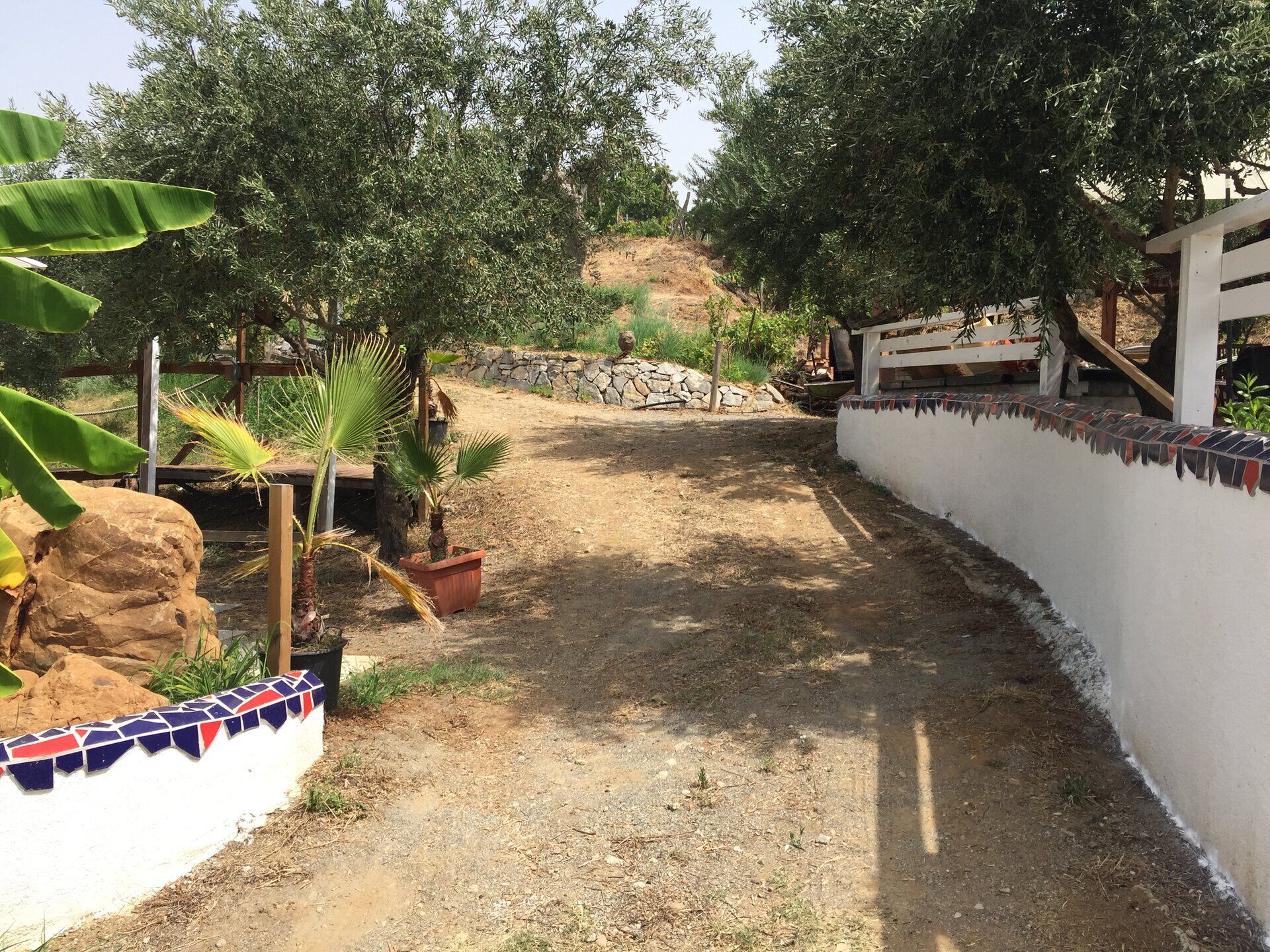 Vialetto tra ulivi e palme all'ingresso della struttura